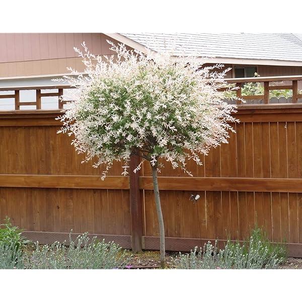 RedCrocus Dappled Willow Tree - Salix integra 'Hakuro Nishiki' - Vibrant Variegated Foliage, 6-8 Ft - Ornamental Garden Shrub, Container Friendly  8/10' h B&B