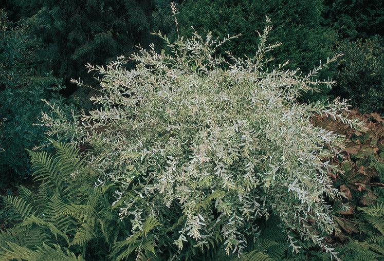 Salix Integra Hakuro Nishiki Tree Form - View 14 from www redcrocus com