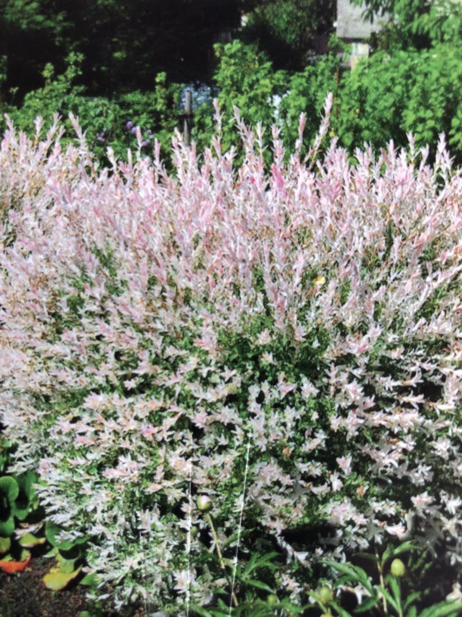 Salix Integra Hakuro Nishiki Tree Form - View 17 from www redcrocus com