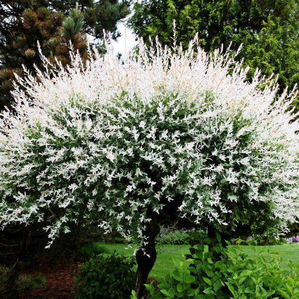 Salix Integra Hakuro Nishiki Tree Form - View 18 from www redcrocus com