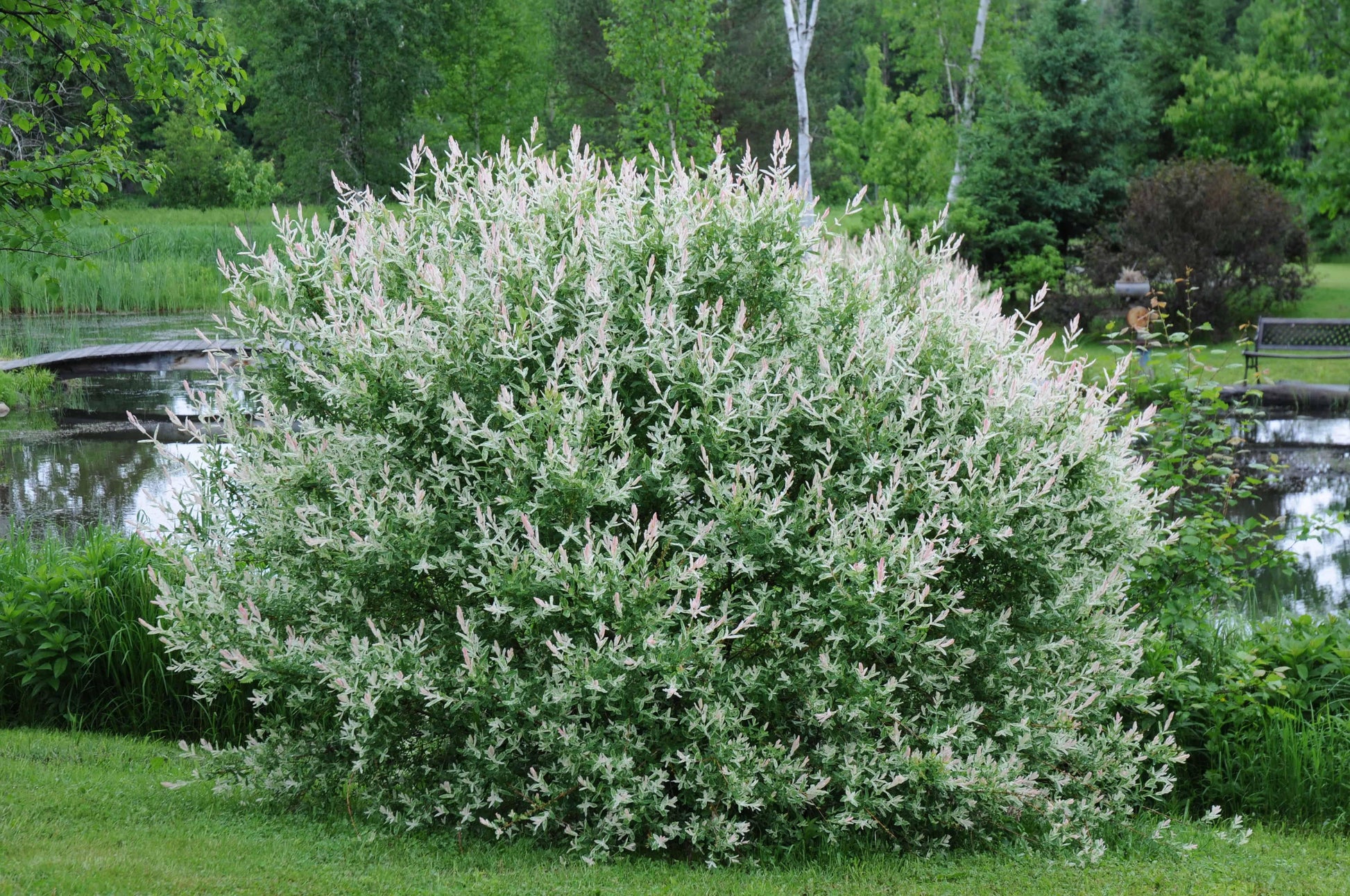 RedCrocus Dappled Willow Tree - Salix integra 'Hakuro Nishiki' - Vibrant Variegated Foliage, 6-8 Ft - Ornamental Garden Shrub, Container Friendly  8/10' h B&B