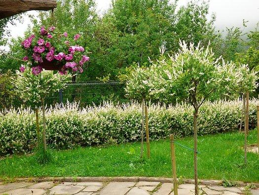 Salix Integra Hakuro Nishiki Tree Form - View 4 from www redcrocus com