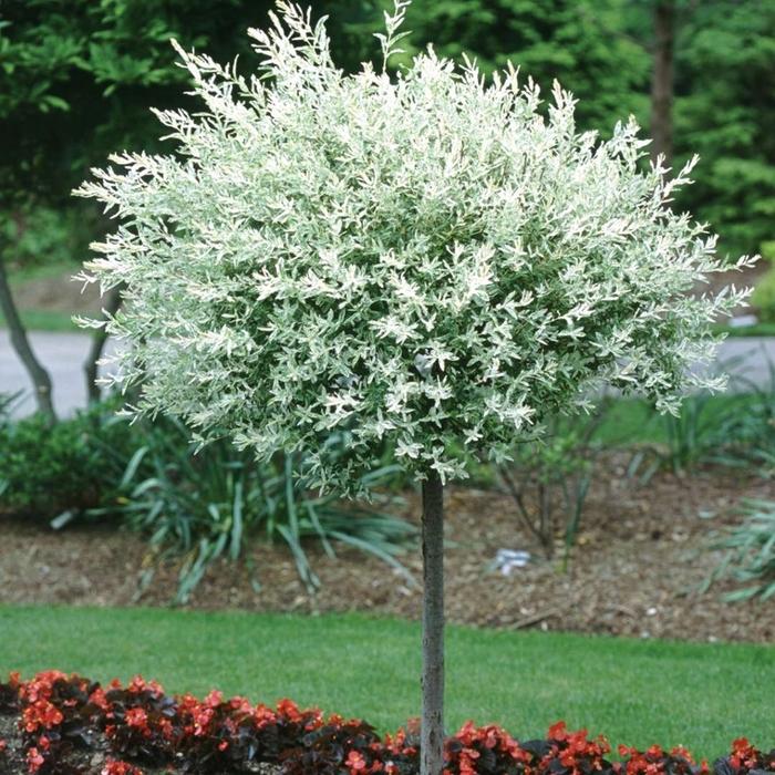 Salix Integra Hakuro Nishiki Tree Form - View 5 from www redcrocus com