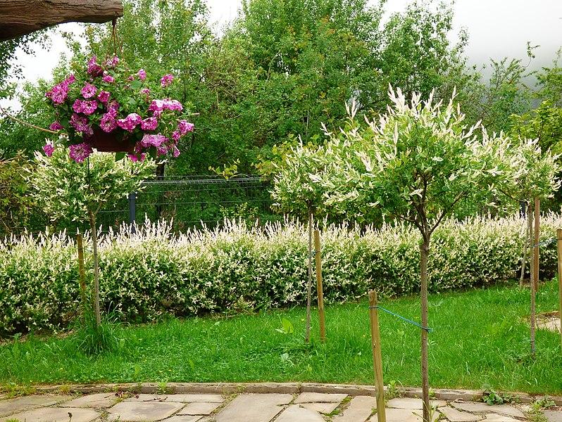 Salix Integra Hakuro Nishiki Tree Form - View 6 from www redcrocus com