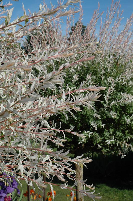 Salix Integra Hakuro Nishiki Tree Form - View 7 from www redcrocus com