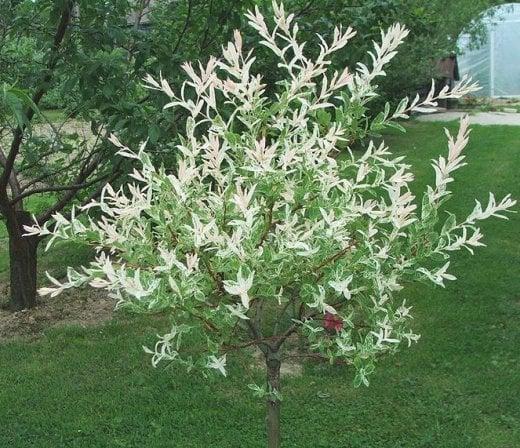 Salix Integra Hakuro Nishiki Tree Form - View 9 from www redcrocus com