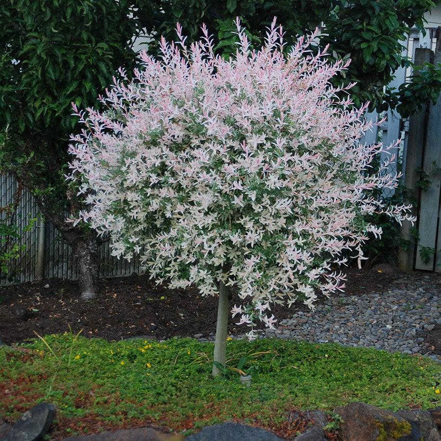 Salix Integra 'hakuro Nishiki' Tree Form - View 12 from www redcrocus com