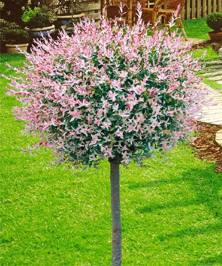 Salix Integra 'hakuro Nishiki' Tree Form - View 1 from www redcrocus com