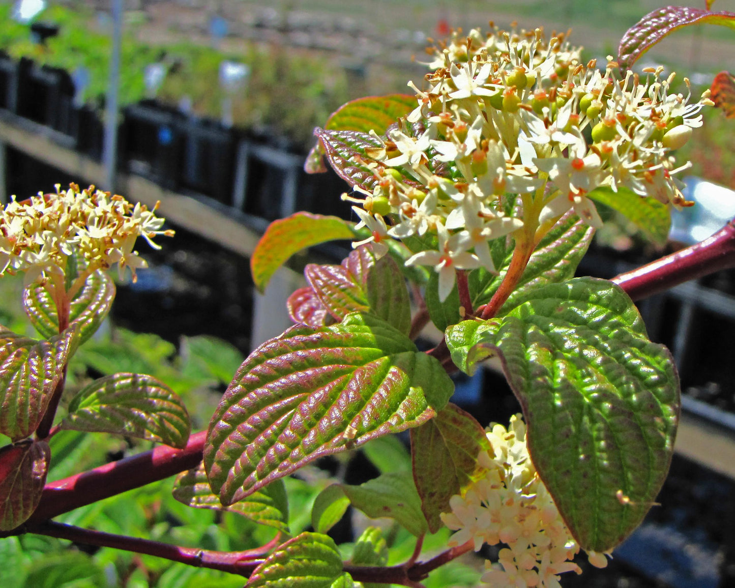 Cornus Sericea - View 10 from www redcrocus com