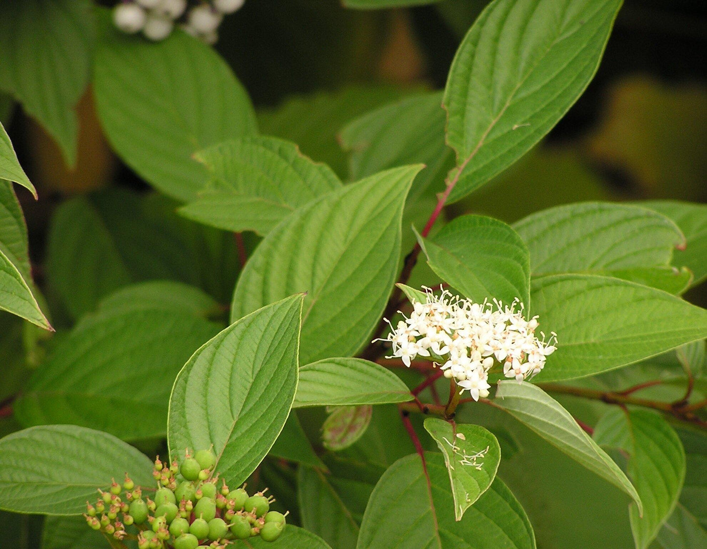 Cornus Sericea - View 13 from www redcrocus com