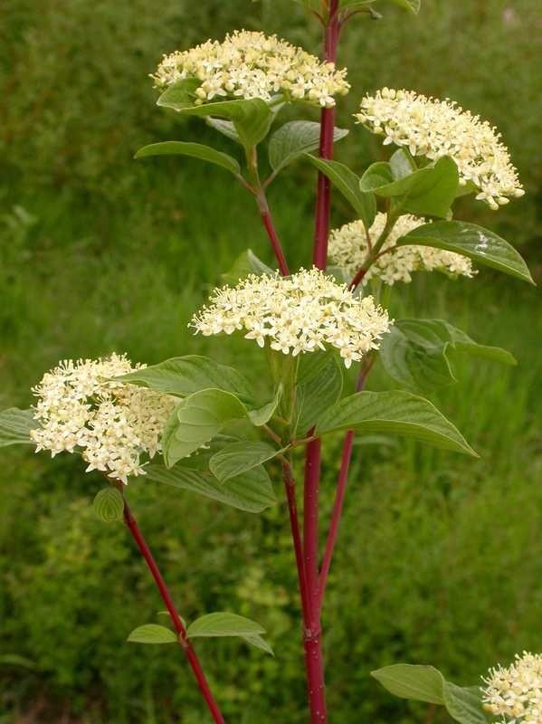 Cornus Sericea - View 14 from www redcrocus com