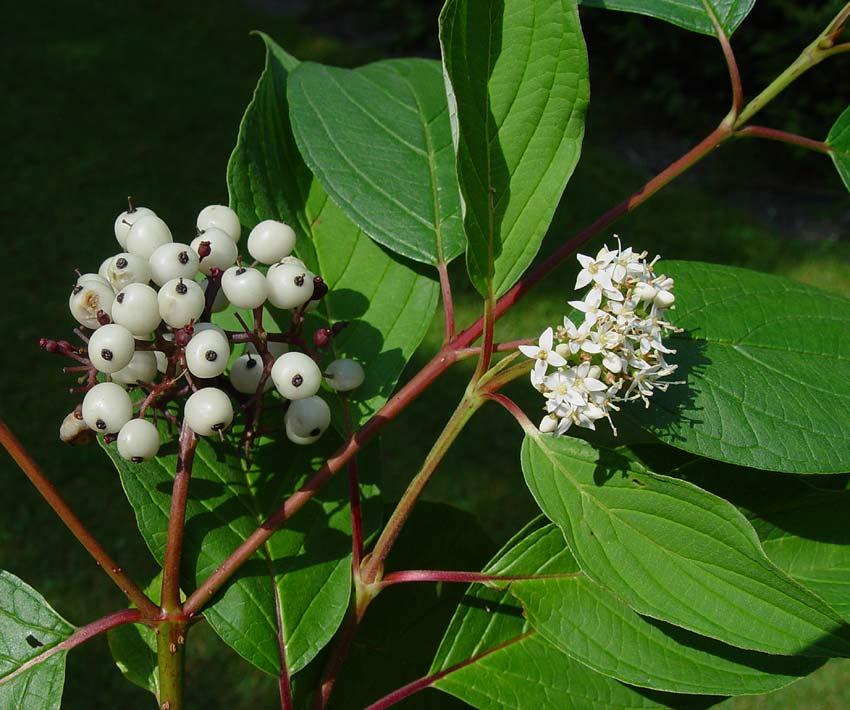 Cornus Sericea - View 15 from www redcrocus com