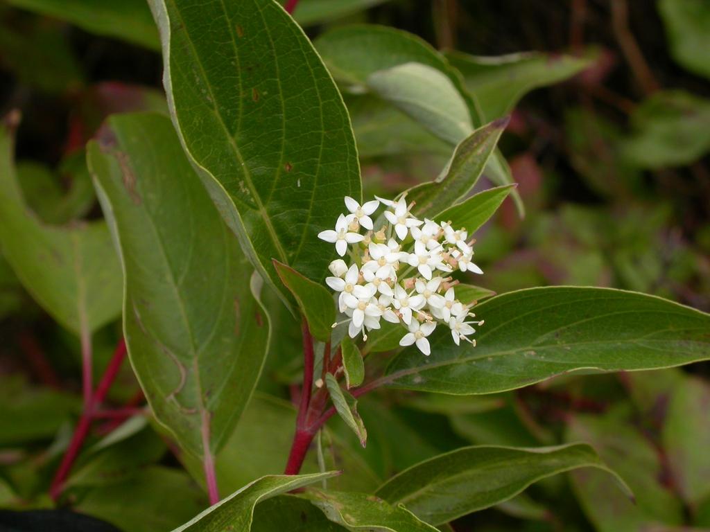 Cornus Sericea - View 16 from www redcrocus com
