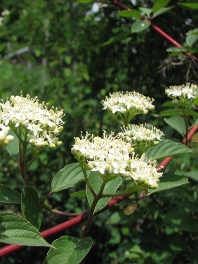 Cornus Sericea - View 17 from www redcrocus com