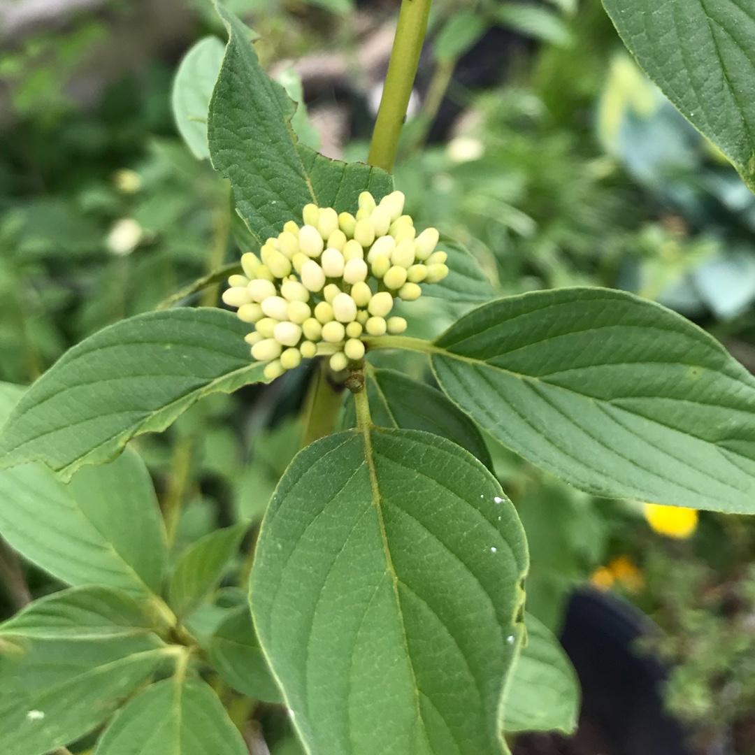 Cornus Sericea - View 19 from www redcrocus com
