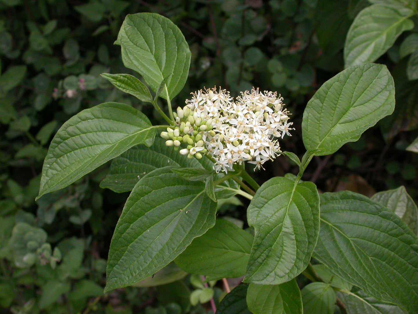 Cornus Sericea - View 2 from www redcrocus com