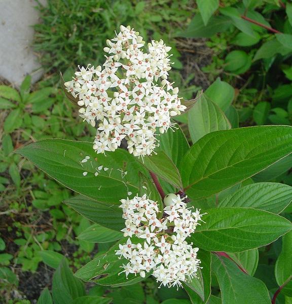 Cornus Sericea - View 3 from www redcrocus com