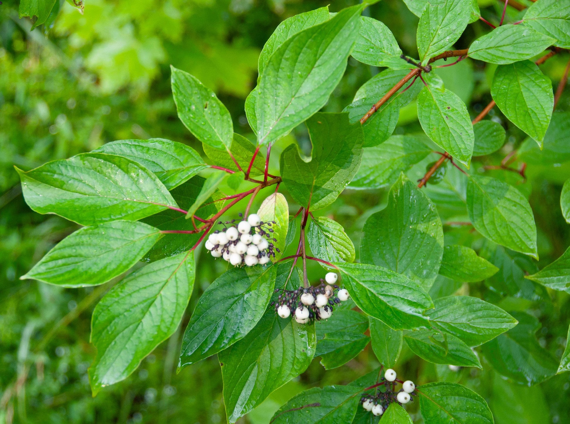 Cornus Sericea - View 5 from www redcrocus com