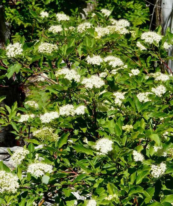 Cornus Sericea - View 9 from www redcrocus com
