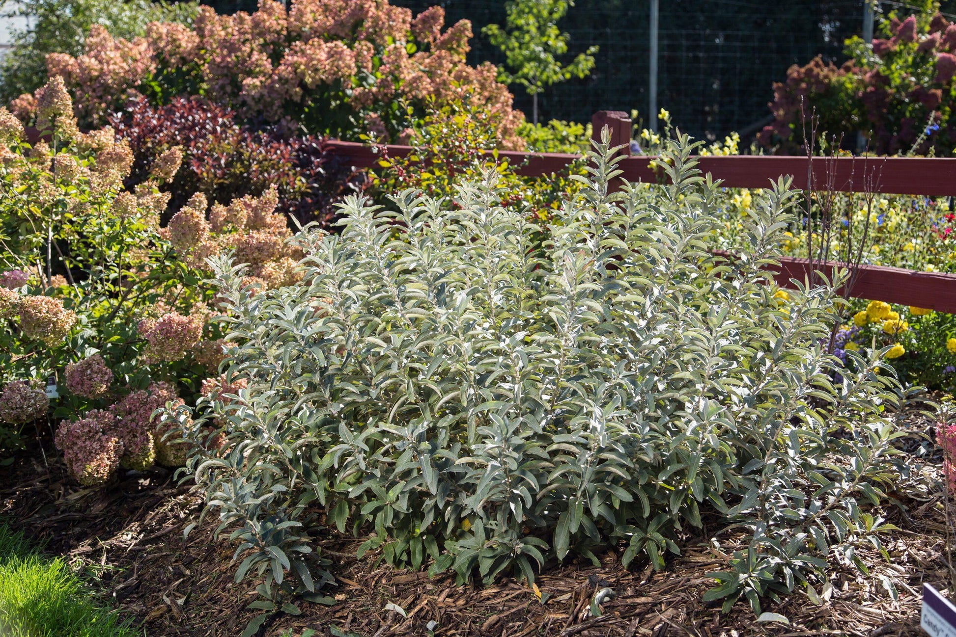 Salix Candida Iceberg Alley - View 10 from www redcrocus com