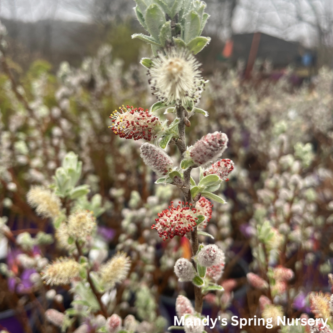 Salix Candida Iceberg Alley - View 12 from www redcrocus com