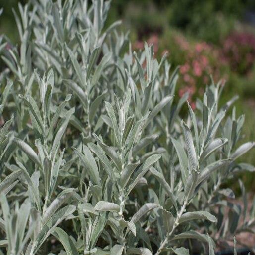 Salix Candida Iceberg Alley - View 13 from www redcrocus com