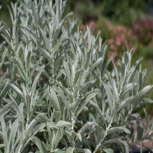 Salix Candida Iceberg Alley - View 17 from www redcrocus com
