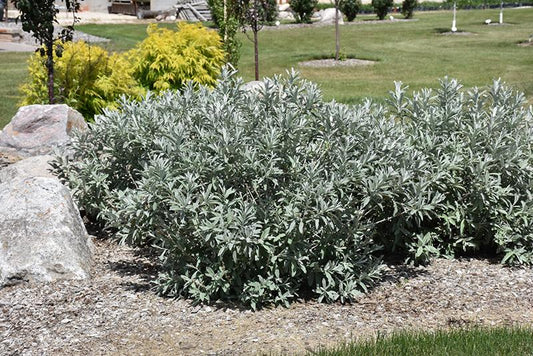Salix Candida Iceberg Alley - View 1 from www redcrocus com