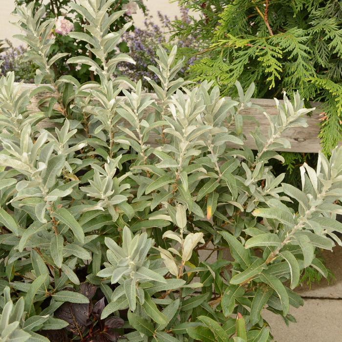 Salix Candida Iceberg Alley - View 2 from www redcrocus com