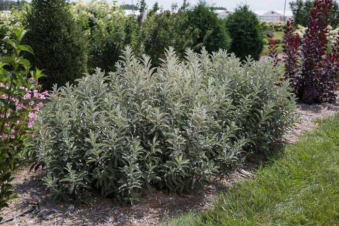Salix Candida Iceberg Alley - View 5 from www redcrocus com