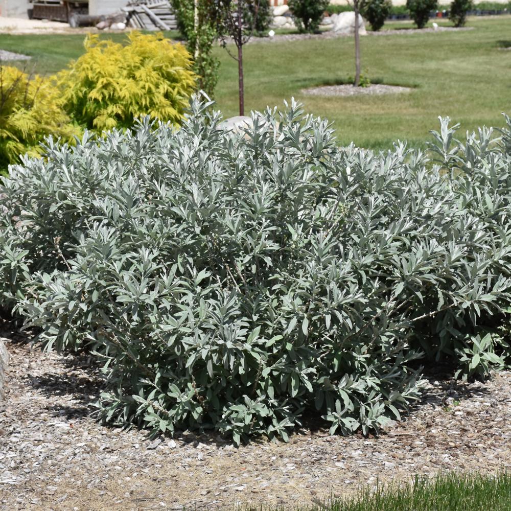Salix Candida Iceberg Alley - View 7 from www redcrocus com