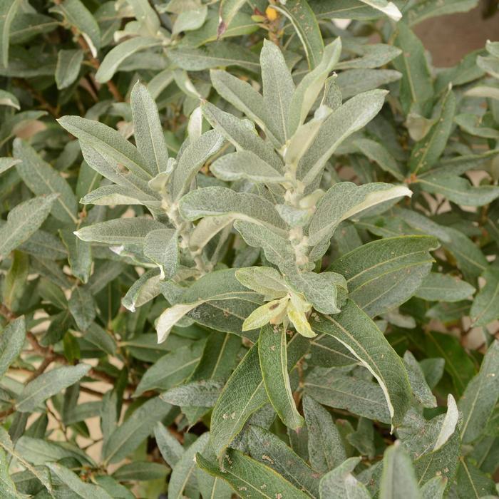 Salix Candida Iceberg Alley - View 9 from www redcrocus com