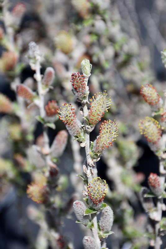 Salix Candida Iceberg Alley - View 11 from www redcrocus com