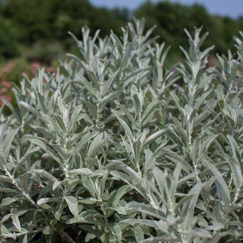 Salix Candida Iceberg Alley - View 12 from www redcrocus com