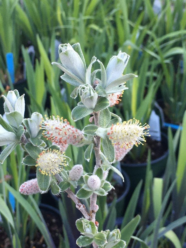 Salix Candida Iceberg Alley - View 14 from www redcrocus com