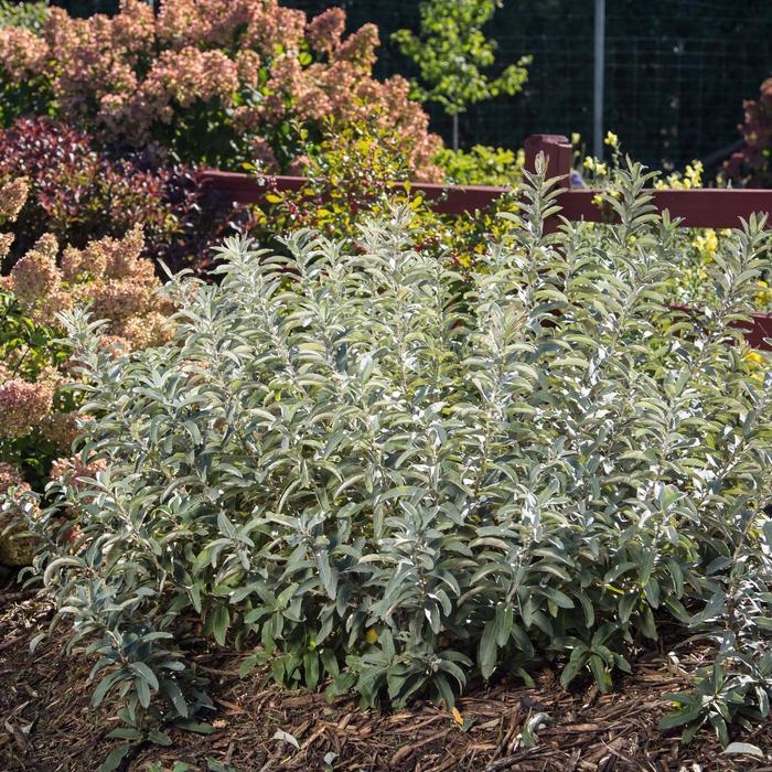 Salix Candida Iceberg Alley - View 6 from www redcrocus com