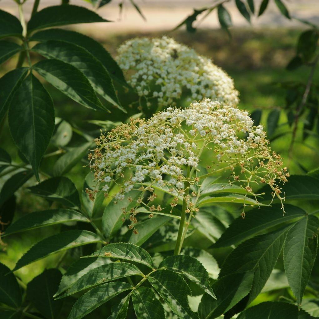 Sambucus Canadensis - View 11 from www redcrocus com