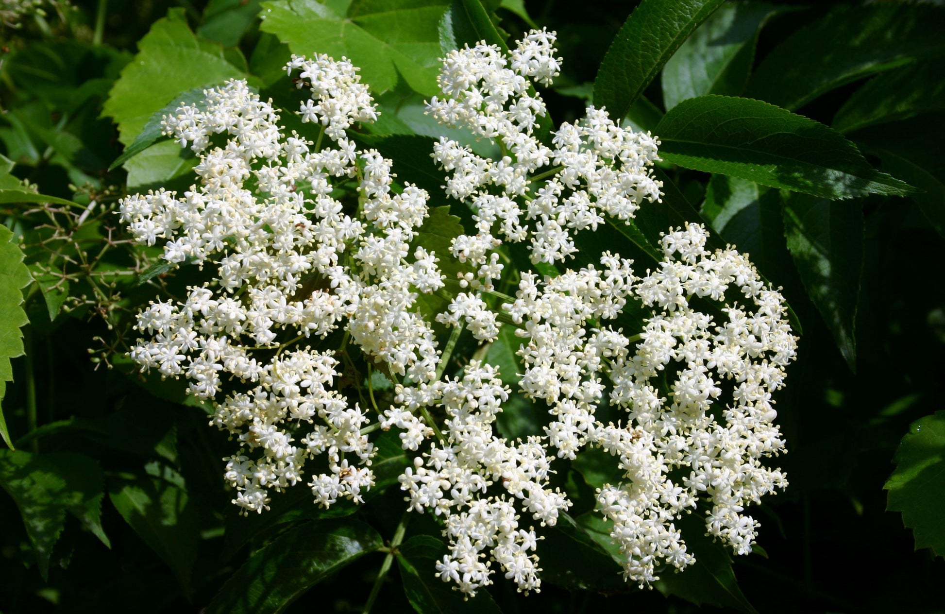 Sambucus Canadensis - View 12 from www redcrocus com