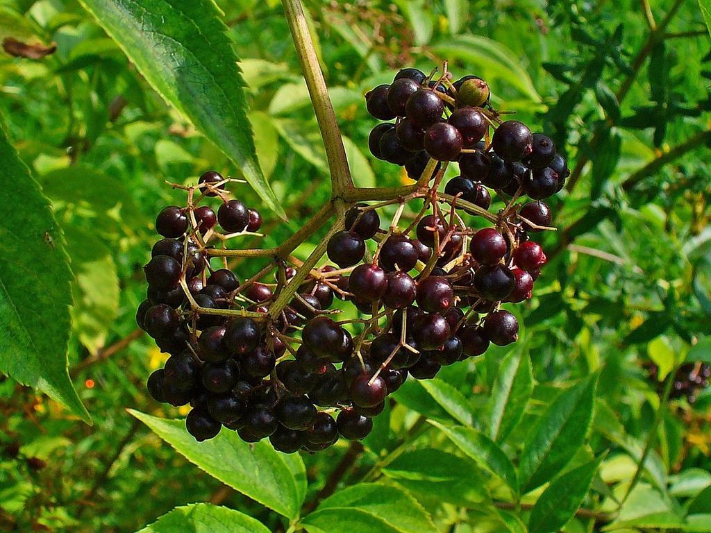 Sambucus Canadensis - View 13 from www redcrocus com