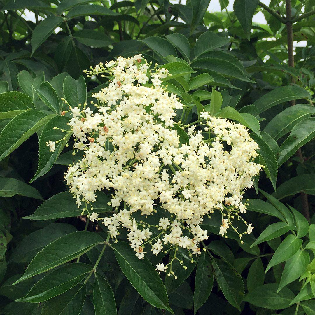 Sambucus Canadensis - View 14 from www redcrocus com