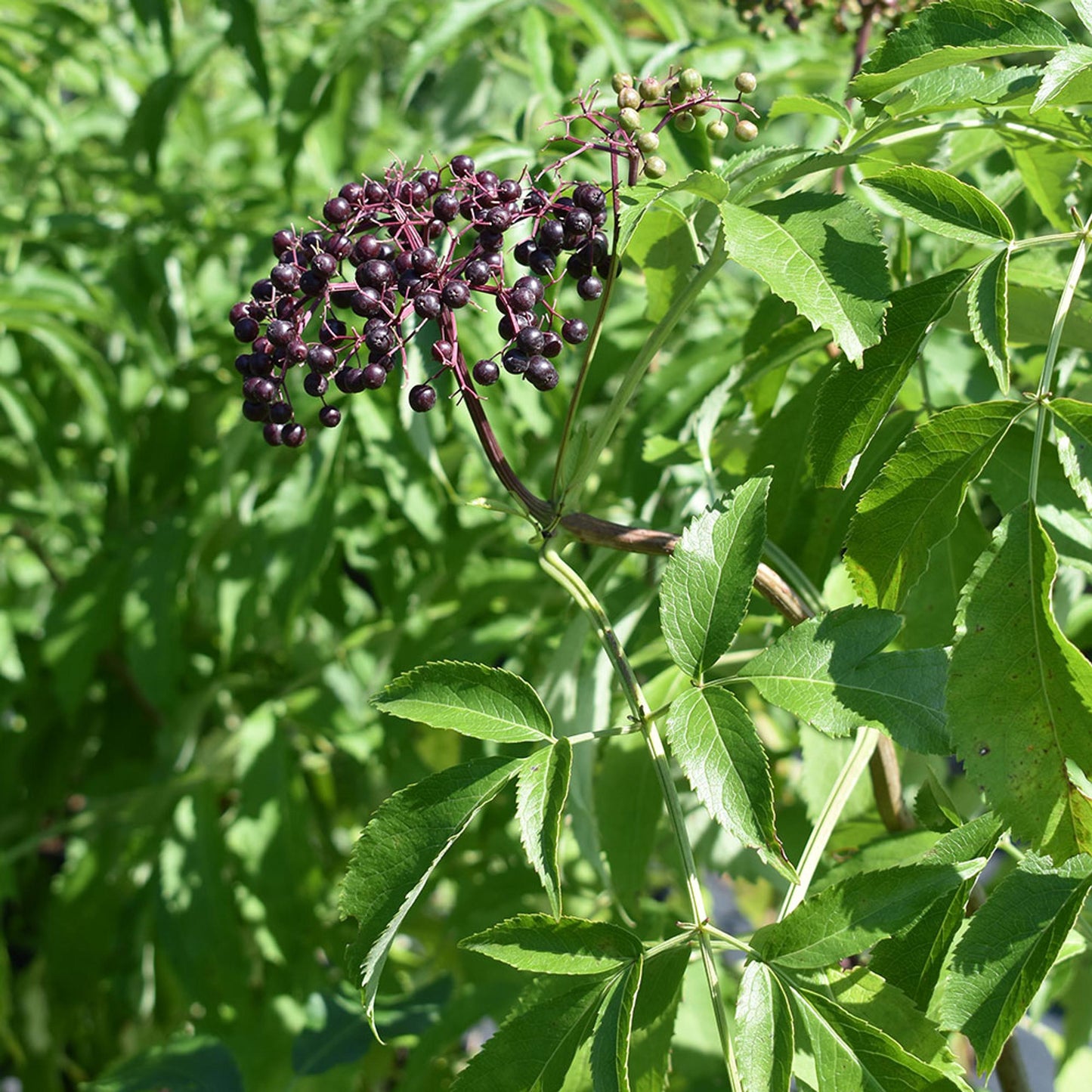 Sambucus Canadensis - View 15 from www redcrocus com