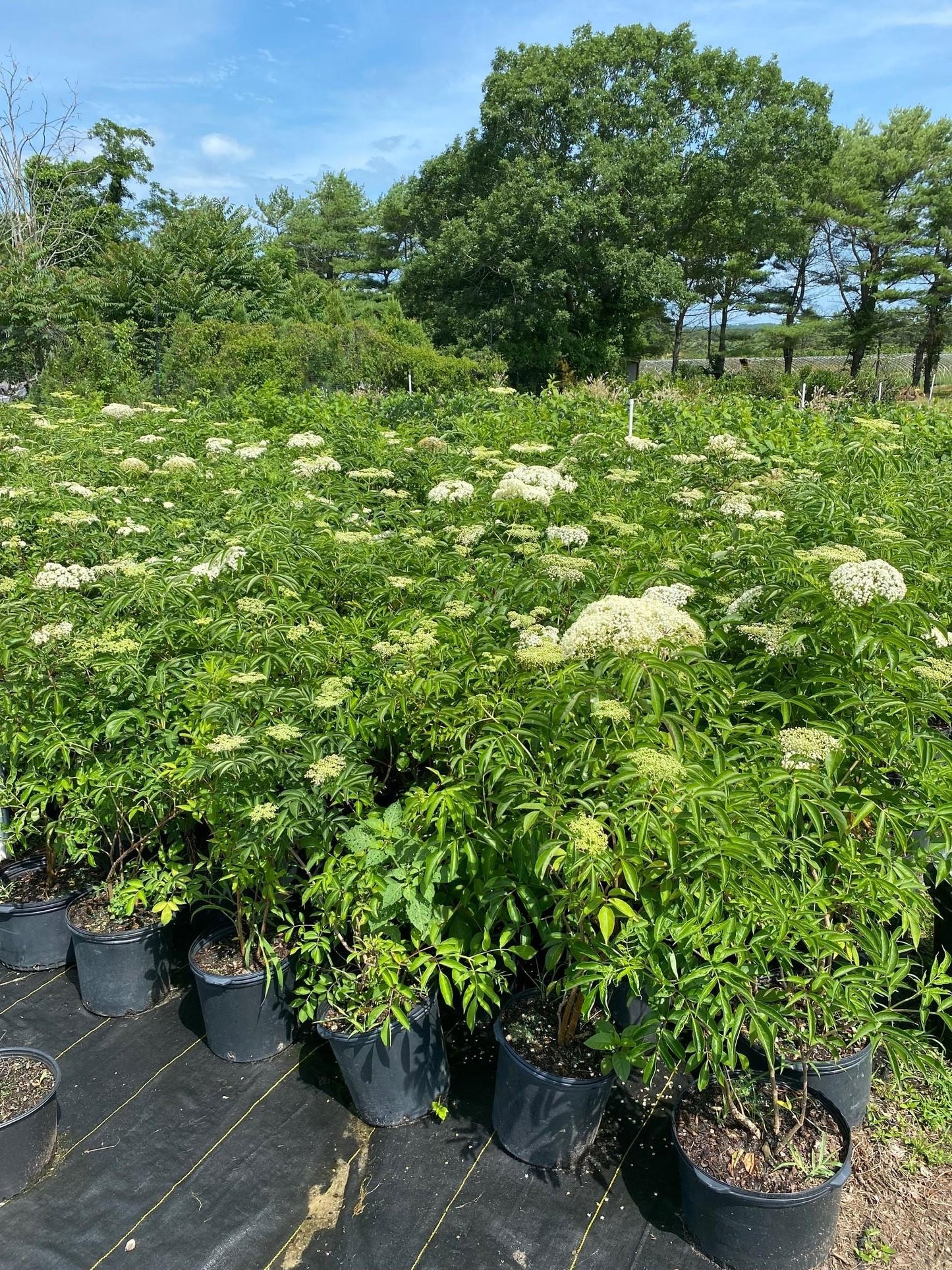 Sambucus Canadensis - View 18 from www redcrocus com