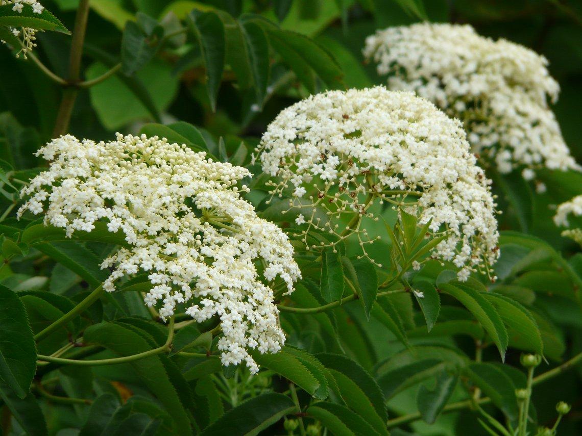 Sambucus Canadensis - View 19 from www redcrocus com