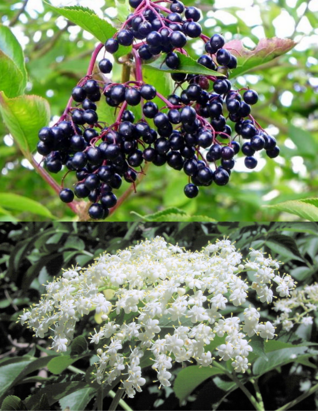 Sambucus Canadensis - View 19 from www redcrocus com