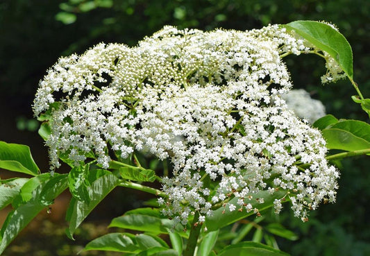 Sambucus Canadensis - View 1 from www redcrocus com