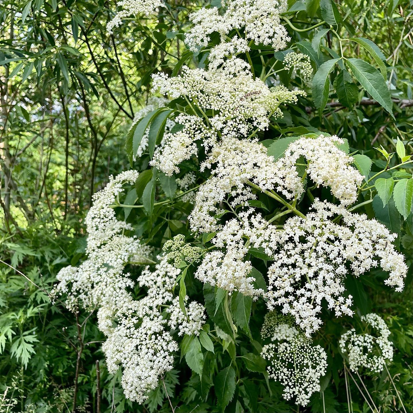 Sambucus Canadensis - View 20 from www redcrocus com
