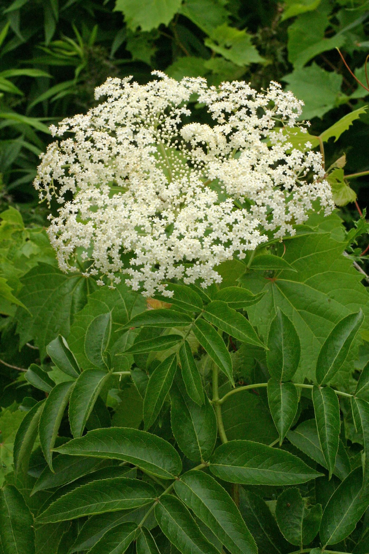 Sambucus Canadensis - View 21 from www redcrocus com