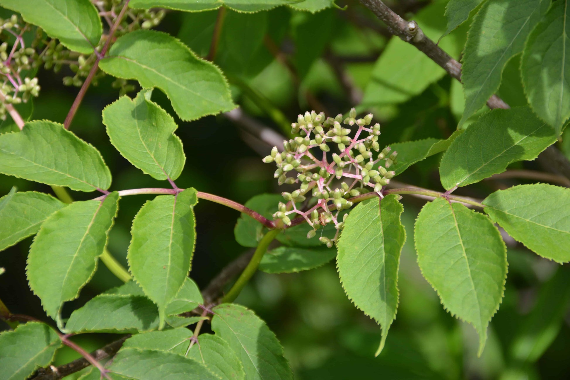 Sambucus Canadensis - View 22 from www redcrocus com