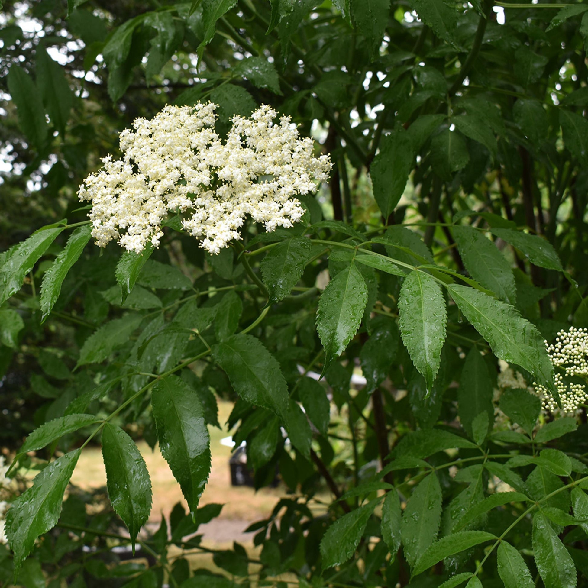 Sambucus Canadensis - View 23 from www redcrocus com