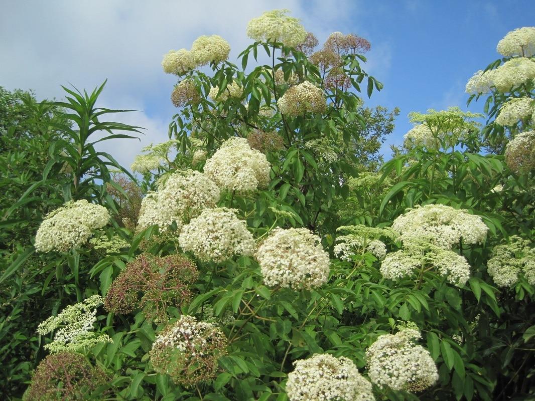Sambucus Canadensis - View 4 from www redcrocus com